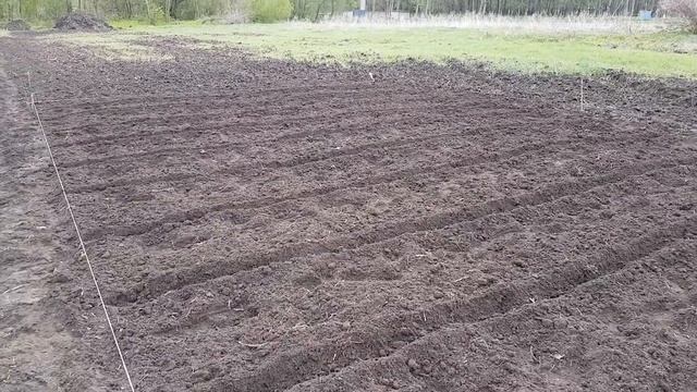 Продолжаю подготовку участка под посадку земляники, посадил горох. смотреть онлайн