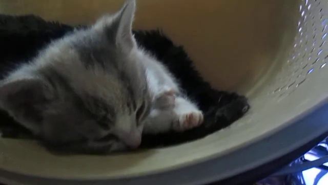 мой новый котёнок|Puma Cat 1| смотреть онлайн