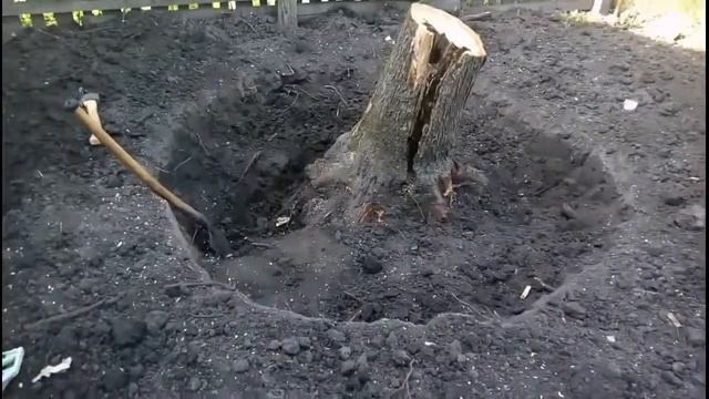 Как выкорчевать пень с помощью лопаты, топора и пилы (яблоня, диаметр 40см, около 6 часов работы) смотреть онлайн