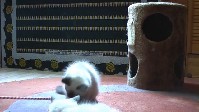 ragdoll kitten: the adventures of casi & cairo -2- смотреть онлайн