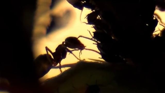 Мутуализм у насекомых - тля и муравьи | Film Studio Aves смотреть онлайн