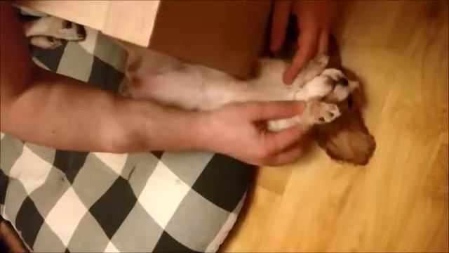 Ума дрыхнет