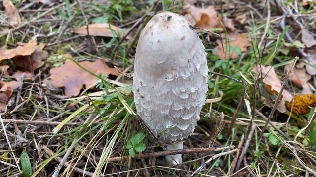 Coprinus comatus, November 27, 2022 смотреть онлайн