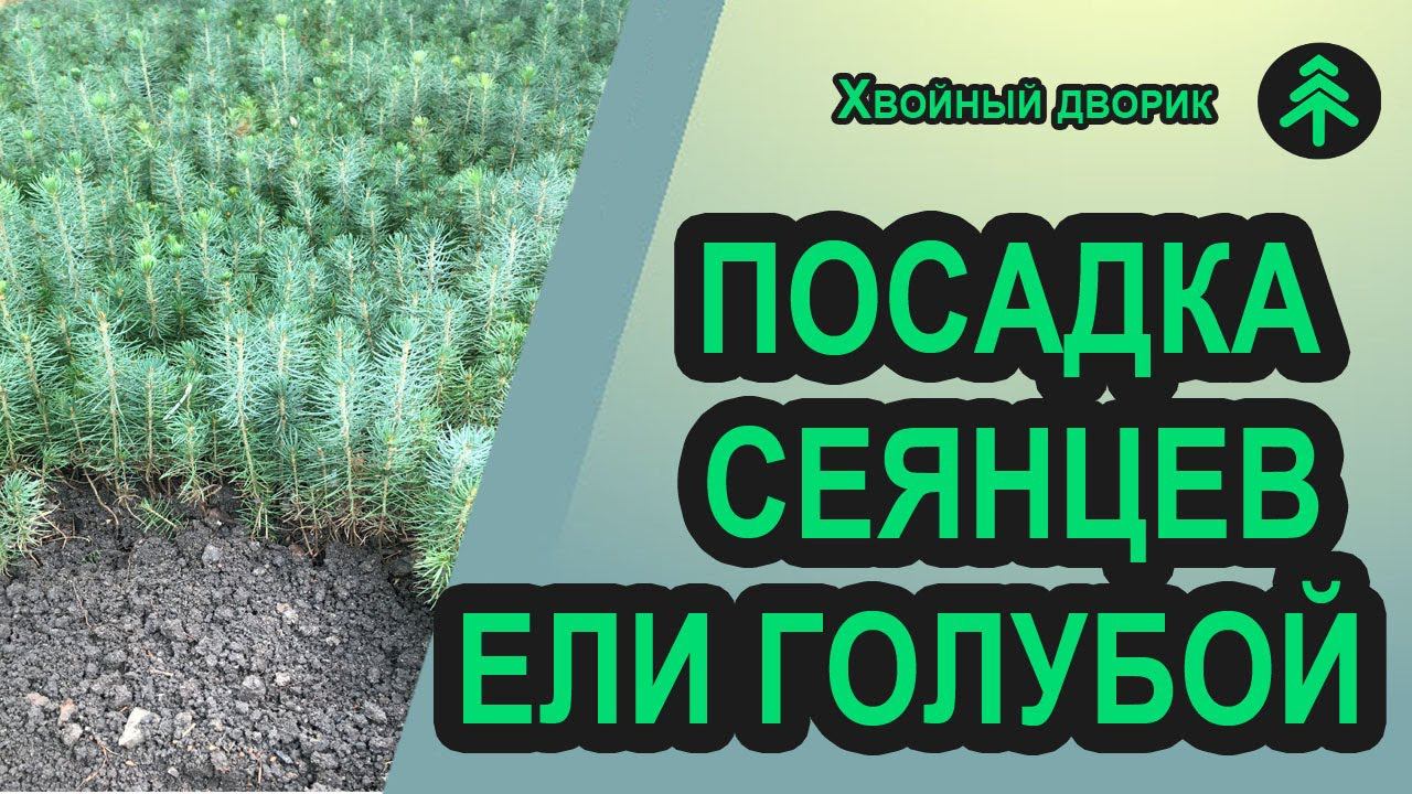 На каком расстоянии рассаживать 2-хлетние сеянцы ели голубой. смотреть онлайн