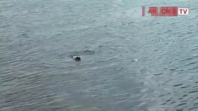 Гренландские тюлени в Кандалакшском заливе смотреть онлайн