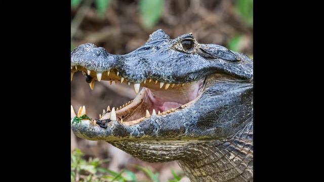 Интересные факты про крокодила(Interesting Facts About The Crocodile).