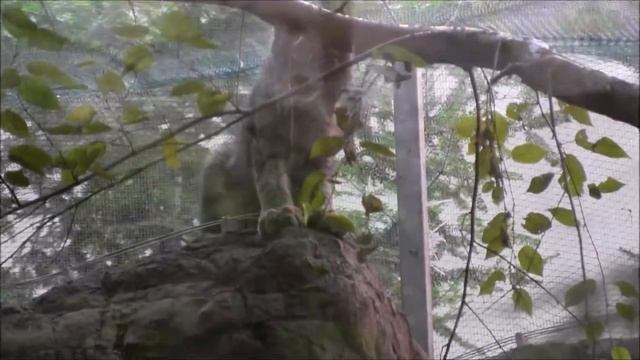 Montreal's Biodome 2015 смотреть онлайн