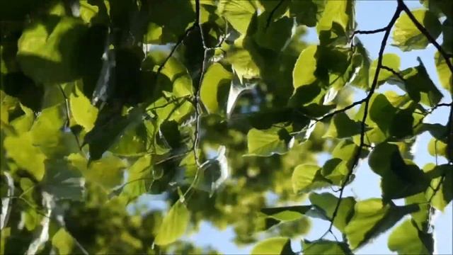 "Summer End" (ft. PRS S2 Standard 22, Ovation Celebrity, Headrush Gigboard) смотреть онлайн