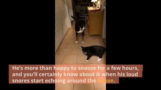 Bernese Mountain Dog vs. Greater Swiss Mountain Dog: The Difference смотреть онлайн