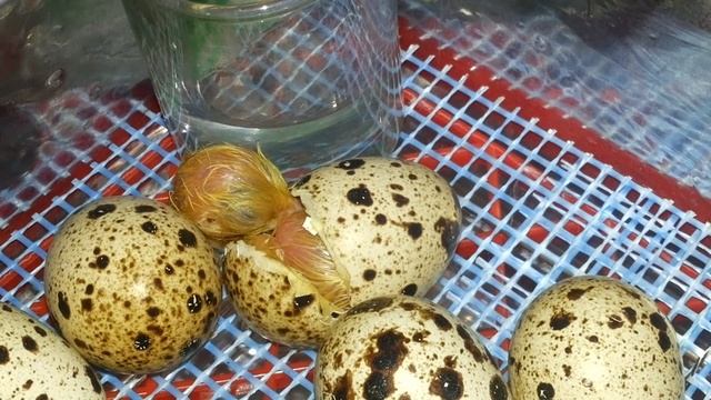 Инкубация перепелов без переворота. Часть 3 появление цыплят смотреть онлайн