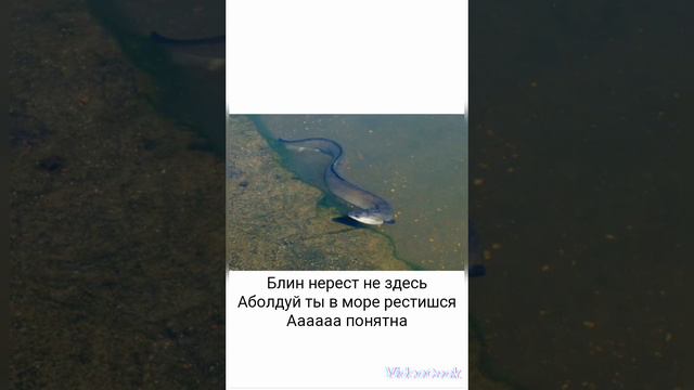 #речной и морской угорь#смешные картинки# смотреть онлайн