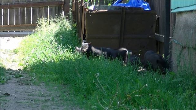 вьетнамские свиньи ответы на вопросы ч21