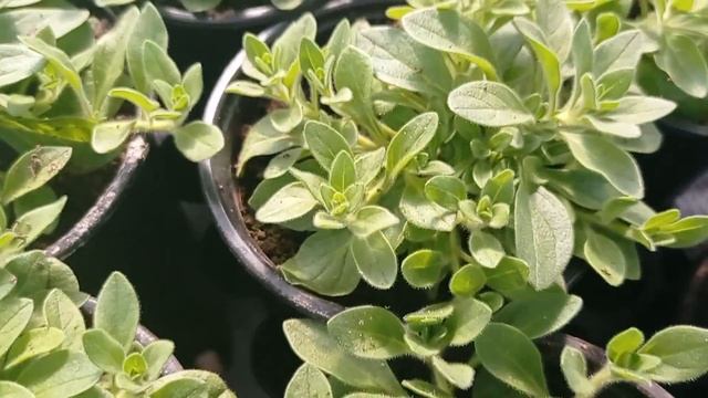 КАКИЕ СОРТА АМПЕЛЬНОЙ ПЕТУНИИ ЛЕГЧЕ ПЕРЕНОСЯТ СТРЕСС? смотреть онлайн