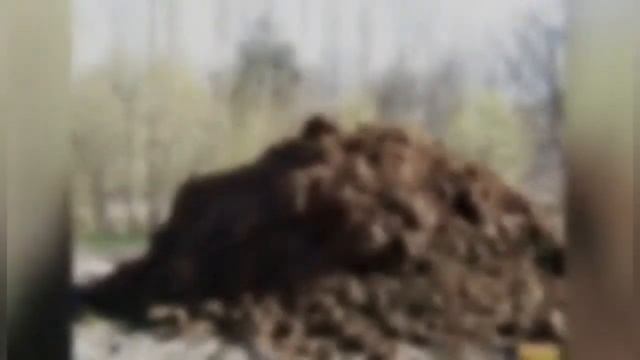 Тайна навозной кучи. смотреть онлайн