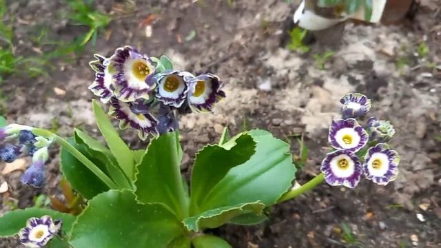 Примула ушковая.Аурикула.Самая любимая!!!Новинки зацвели!!! смотреть онлайн