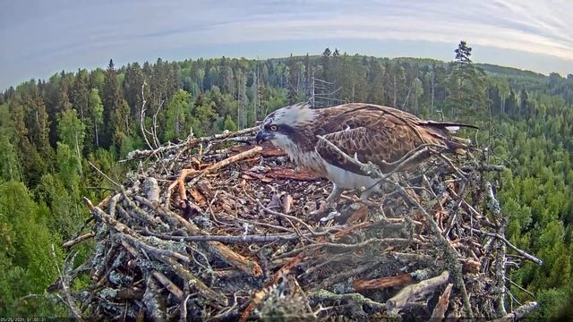 Kalakotkas2 - Feeding the chicks 2021-05-25 смотреть онлайн