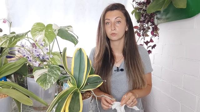 А Вы ЗНАЛИ❓Что Размножать орхидеи ОЧЕНЬ Быстро и Просто 🌸 смотреть онлайн