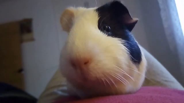 Как кушают морские свинки смотреть онлайн