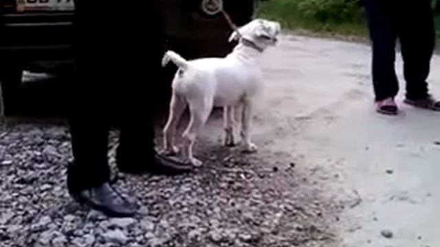 Бультерьер Белый! Доставим в любой город! Тел в Украине 8 066 297 16 76 2 смотреть онлайн