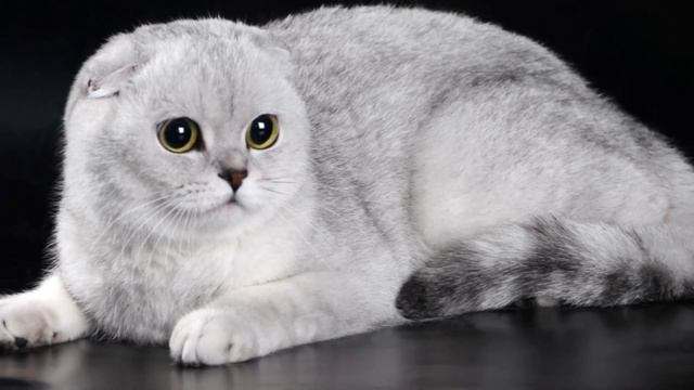 Шотландская вислоухая , скоттиш фолд (Scottish Fold) . Моя милая кошечка Кристина смотреть онлайн