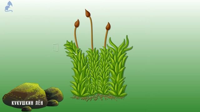 МХИ Мир растений для детей Высшие споровые растения смотреть онлайн