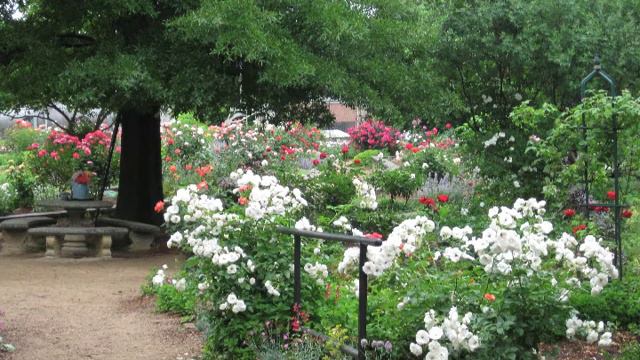 McGill Rose Garden Charlotte, NC