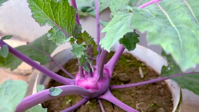 Growing Super Delicious Purple Kohlrabi At Home, Super Easy To Grow For Beginners