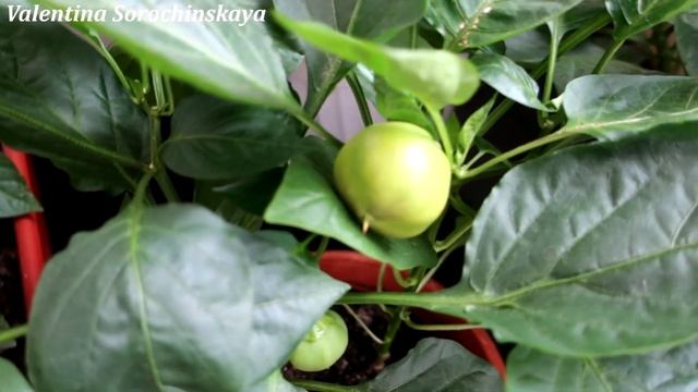 Огород на подоконнике!?Болгарский перец!? смотреть онлайн