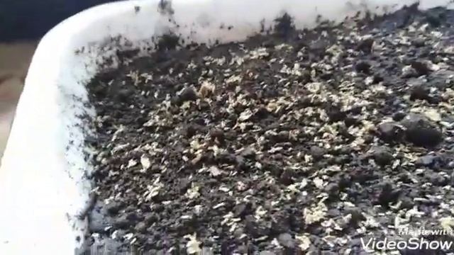 Посадка одно летней хризантемы на рассаду смотреть онлайн