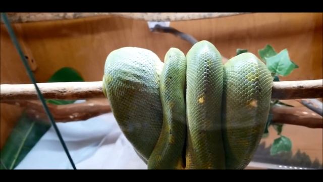 Jaya Lereh X Manokwari Breeding - Green Tree Python смотреть онлайн