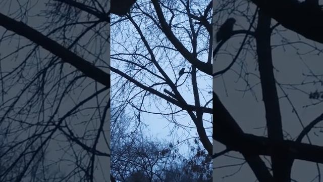 Белки трудяги#животные#белка#animals#смешныеживотные смотреть онлайн