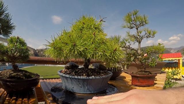 Bonsai Pinus Nigra "Lara" смотреть онлайн