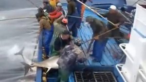 Как ловят тунца. How to catch tuna