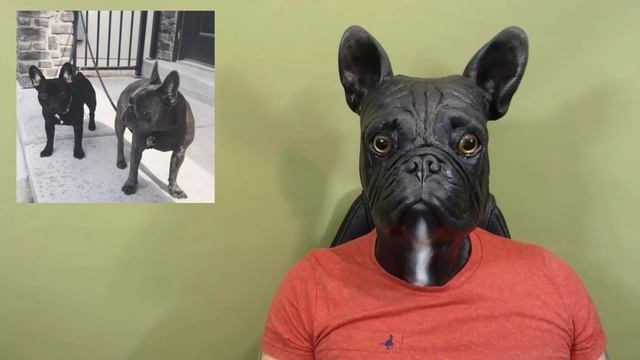 How Many Types of French Bulldog Breeds Are There? смотреть онлайн