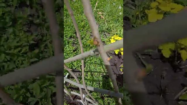 Живой заборчик из ивы.1 часть смотреть онлайн