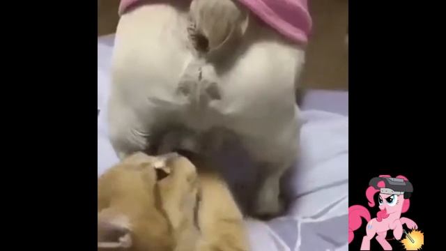 Смешной кот. Для поднятия настроения. смотреть онлайн