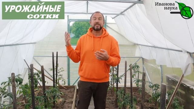 Сделайте ПОДКОРМКУ и ТОМАТЫ завалят урожаем! Листья подкручиваются, томаты слабо цветут, жируют? смотреть онлайн