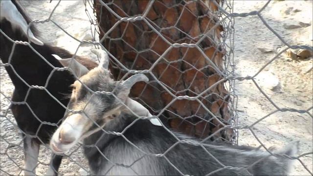 Кабардинка 2017