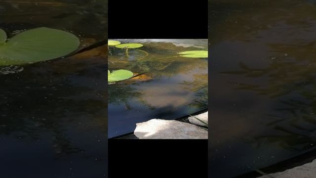 Кормлю РЫБОК в пруду! смотреть онлайн