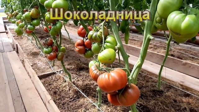 40 проверенных сортов томатов из моей коллекции смотреть онлайн