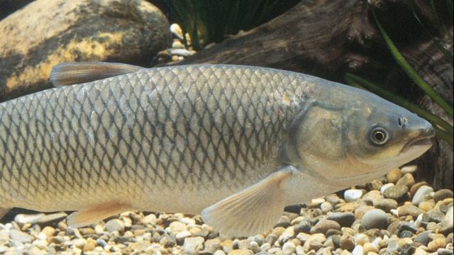 ? КАК ПОЙМАТЬ БЕЛОГО АМУРА? СОВЕТЫ НАЧИНАЮЩЕМУ. смотреть онлайн