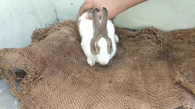 5 Rabbit Winter Care Tips || How to Take Care of Rabbits In Winter || All About Pets смотреть онлайн