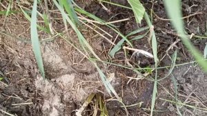 Размножение и посадка хрена летом