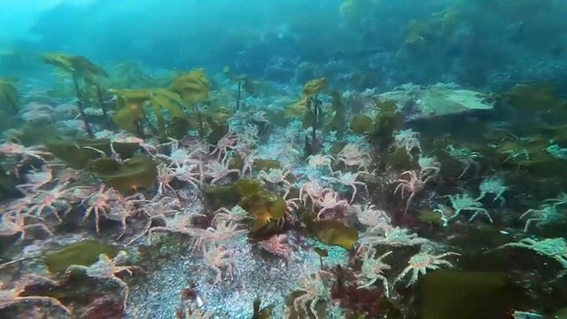 Камчатский краб, Баренцево море смотреть онлайн