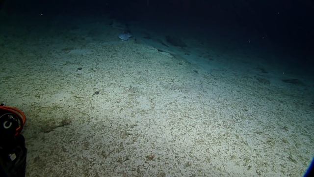 Sinuous Asperoteuthis Mangoldae Squid Filmed Alive for First Time | Nautilus Live смотреть онлайн