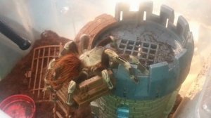 ТОП 7 ПТИЦЕЕДОВ ДЛЯ НОВИЧКА