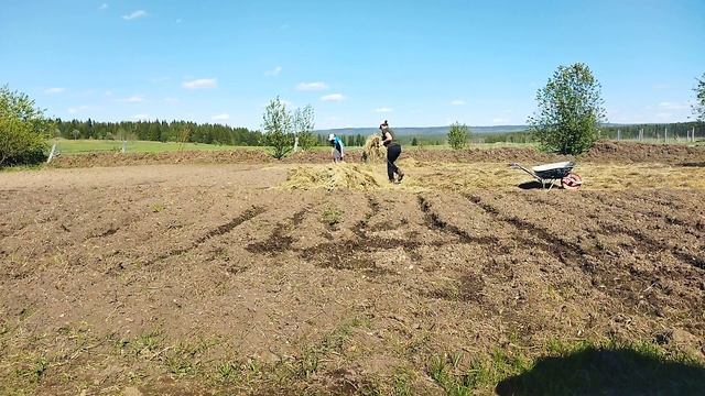 Посадка картофеля в гребни на втором участке и мульчирование /В деревеньке на Урале смотреть онлайн