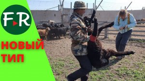 Эдильбаевская порода овец, поволжский тип. Результаты многолетней работы ООО Волгоград Эдильбай