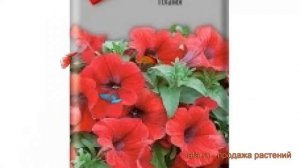 Петуния обыкновенная Пламя (plamya) ? петуния Пламя обзор: как сажать семена петунии Пламя