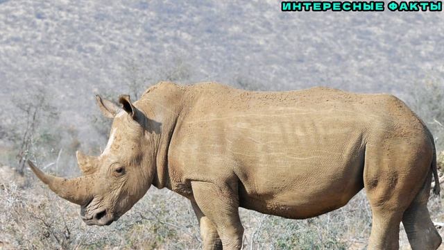 ✔️ИНТЕРЕСНЫЕ ФАКТЫ О НОСОРОГАХ. смотреть онлайн